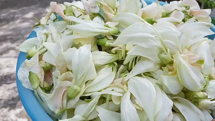 Ăn Bông So Đũa Có Tốt Không? Cơ Hội Vàng Cho Sức Khỏe Hay Cạm Bẫy Tiềm Ẩn? Ăn Bông So Đũa Có Tốt Không? Cơ Hội Vàng Cho Sức Khỏe Hay Cạm Bẫy Tiềm Ẩn?