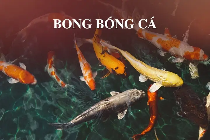 Bong Bóng Cá Là Gì? Công Dụng & Cách Nấu Ăn Chi Tiết Bong Bóng Cá Là Gì? Công Dụng & Cách Nấu Ăn Chi Tiết