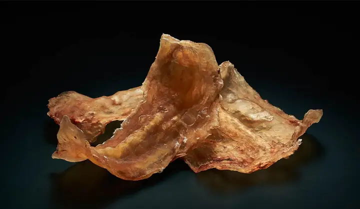 Bong Bóng Cá Là Gì? Tác Dụng Và Các Món Ăn Từ Bong Bóng Cá Bong Bóng Cá Là Gì? Tác Dụng Và Các Món Ăn Từ Bong Bóng Cá