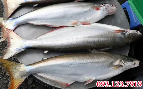Cá Bông Lau Hay Cá Dứa: So Sánh Chi Tiết Để Chọn Đúng Nguyên Liệu Nấu Ăn Cá Bông Lau Hay Cá Dứa: So Sánh Chi Tiết Để Chọn Đúng Nguyên Liệu Nấu Ăn