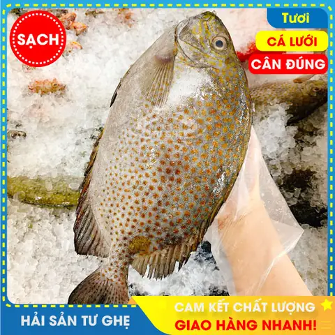 Giá Cá Dìa 1kg Cập Nhật Mới Nhất: Bảng Giá Chi Tiết Và Mẹo Mua Hàng Giá Cá Dìa 1kg Cập Nhật Mới Nhất: Bảng Giá Chi Tiết Và Mẹo Mua Hàng