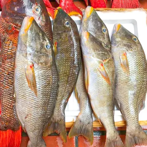 Cá Gáy Là Gì? Tổng Quan Về Loài Cá Này