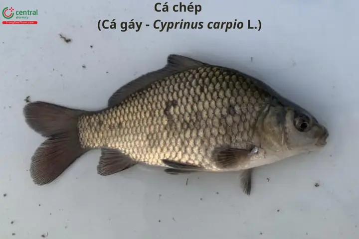 Cá Gáy Và Cá Chép Là Gì? Cách Phân Biệt & Công Dụng Nấu Ăn Cá Gáy Và Cá Chép Là Gì? Cách Phân Biệt & Công Dụng Nấu Ăn