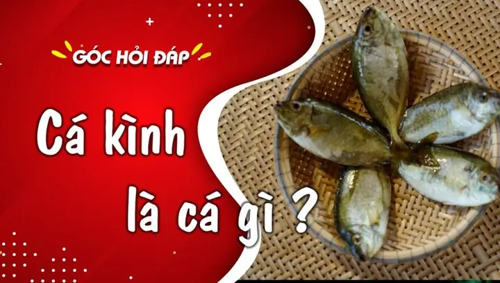 Cá Kình Là Gì? Hướng Dẫn Nấu Ăn & Lưu Ý Cần Biết Cá Kình Là Gì? Hướng Dẫn Nấu Ăn & Lưu Ý Cần Biết