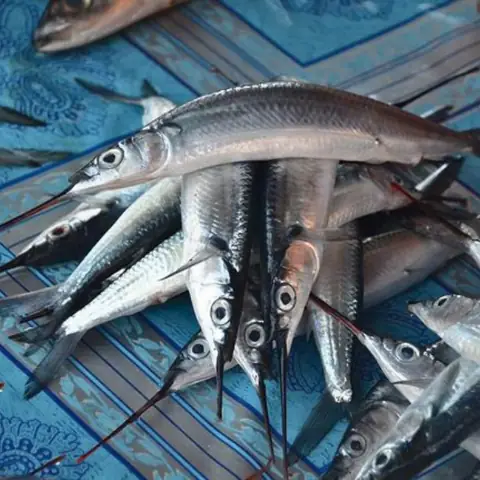 Cá Lìm Kìm Nước Ngọt: Nguồn Gốc, Cách Chế Biến Khô Và Món Ăn Đặc Sắc Cá Lìm Kìm Nước Ngọt: Nguồn Gốc, Cách Chế Biến Khô Và Món Ăn Đặc Sắc