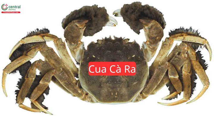 Cà Rà Là Gì? Khái Niệm Và Thông Tin Chi Tiết Cà Rà Là Gì? Khái Niệm Và Thông Tin Chi Tiết