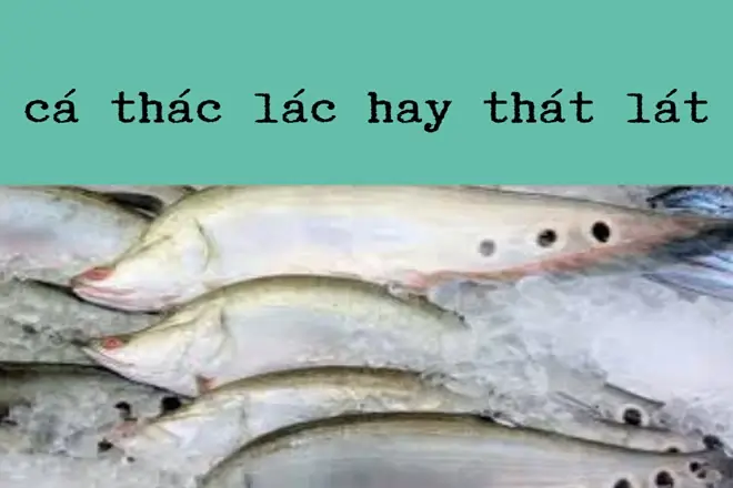 Cá Thác Lác: Đánh Giá Chi Tiết Về Loài Cá Sông "quê Hương" Và Cách Chế Biến Cá Thác Lác: Đánh Giá Chi Tiết Về Loài Cá Sông "quê Hương" Và Cách Chế Biến