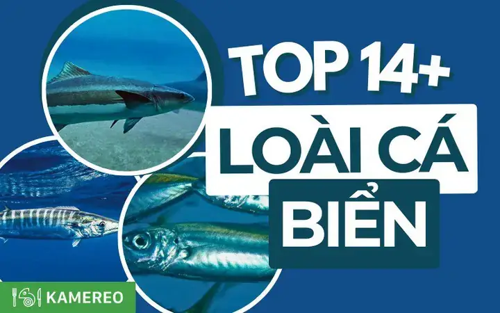Các Loại Cá Biển Gần Bờ: Hướng Dẫn Nhận Diện Chi Tiết Và Kinh Nghiệm Thực Tế