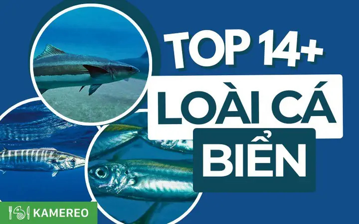 Top 15 Loại Cá Biển Ngon Nổi Tiếng Ở Việt Nam
