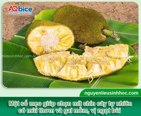 Cách Làm Mít Nhanh Chín Bằng Muối: Bí Quyết Từ Chuyên Gia Cách Làm Mít Nhanh Chín Bằng Muối: Bí Quyết Từ Chuyên Gia