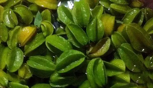 Cách Làm Ô Mai Khế Thơm Ngon, Đúng Điệu Hà Nội Cách Làm Ô Mai Khế Thơm Ngon, Đúng Điệu Hà Nội