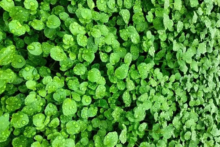 Cách Nhặt Rau Cải Xoong Đúng Cách: Hướng Dẫn Chi Tiết Từ A Đến Z