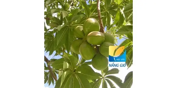 Cách Sử Dụng Mủ Trôm Đúng Cách: Hướng Dẫn Chi Tiết Từ A Đến Z Cách Sử Dụng Mủ Trôm Đúng Cách: Hướng Dẫn Chi Tiết Từ A Đến Z