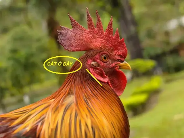 Cách Cắt Tiết Vịt Tại Cổ Đúng Chuẩn: Hướng Dẫn Chi Tiết Từ A-z Cách Cắt Tiết Vịt Tại Cổ Đúng Chuẩn: Hướng Dẫn Chi Tiết Từ A-z