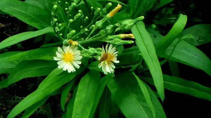 Cây Bồ Công Anh Có Ăn Được Không? Hướng Dẫn Chi Tiết Từ A Đến Z Cây Bồ Công Anh Có Ăn Được Không? Hướng Dẫn Chi Tiết Từ A Đến Z