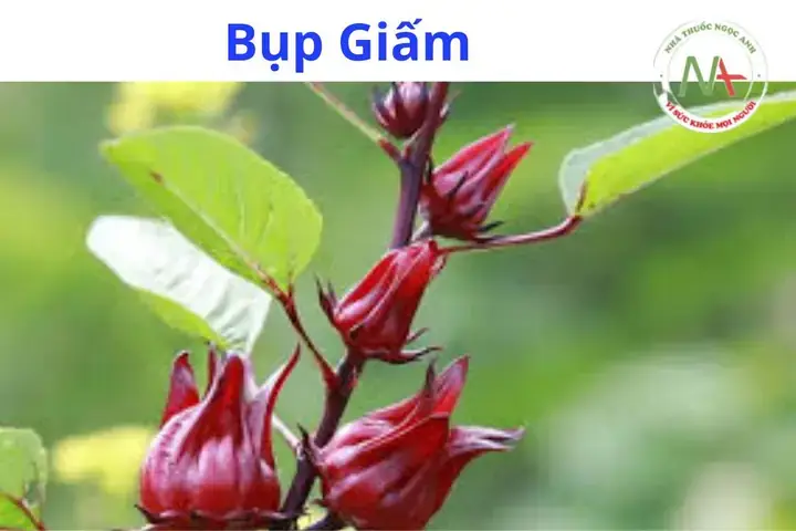 Bụp Giấm Có Mấy Loại? Cập Nhật Đầy Đủ Nhất 2026 Bụp Giấm Có Mấy Loại? Cập Nhật Đầy Đủ Nhất 2026