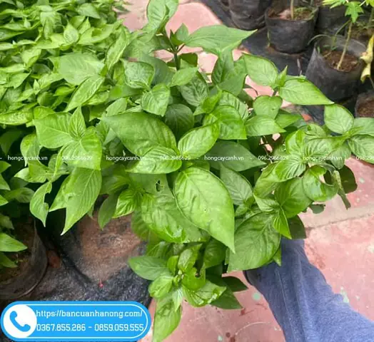 Hướng Dẫn Nấu Xôi Lá Cẩm Truyền Thống Đúng Cách