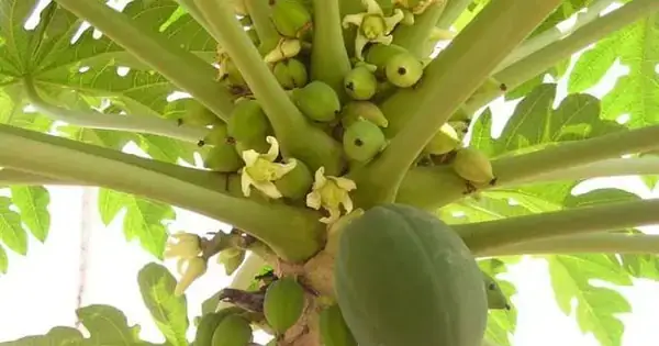 Chữa Ho Bằng Đu Đủ Chín: Hướng Dẫn Chi Tiết Và Bí Quyết Hiệu Quả Chữa Ho Bằng Đu Đủ Chín: Hướng Dẫn Chi Tiết Và Bí Quyết Hiệu Quả