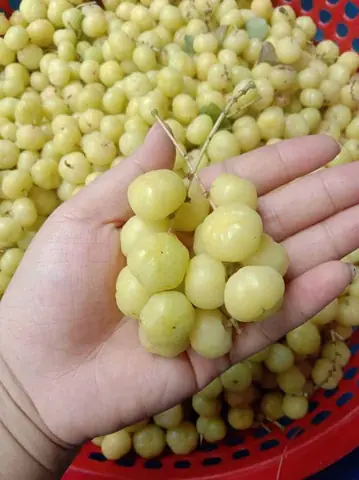 Chùm Ruột Có Tác Dụng Gì? 3 Công Dụng Vàng Cho Sức Khỏe Chùm Ruột Có Tác Dụng Gì? 3 Công Dụng Vàng Cho Sức Khỏe