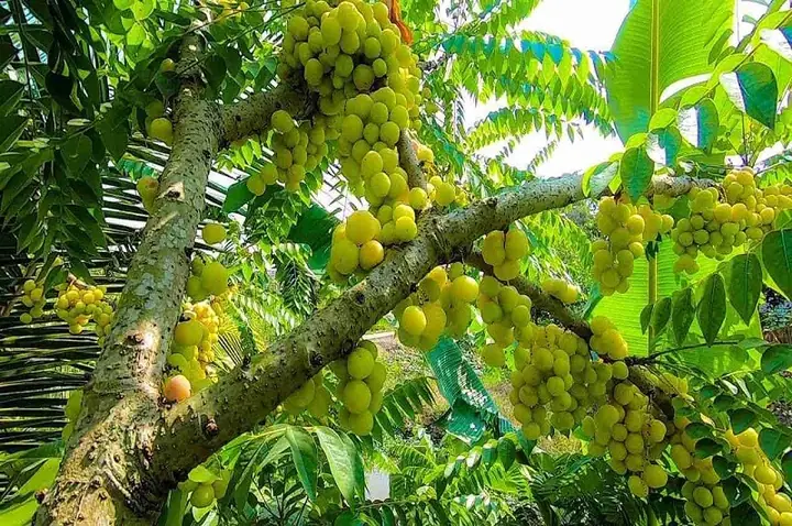 Quả Chùm Ruột Là Gì? Công Dụng Và Cách Dùng Trong Ẩm Thực Quả Chùm Ruột Là Gì? Công Dụng Và Cách Dùng Trong Ẩm Thực