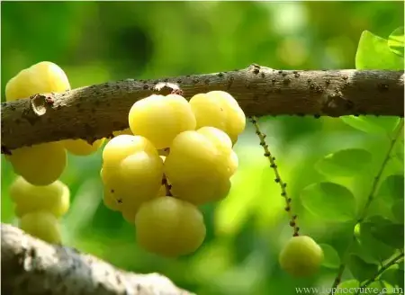 Chùm Ruột Ngâm Rượu Có Tác Dụng Gì? Tổng Hợp Từ A Đến Z Chùm Ruột Ngâm Rượu Có Tác Dụng Gì? Tổng Hợp Từ A Đến Z