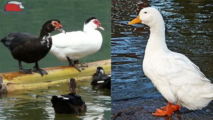 Vịt Và Ngan: So Sánh Khác Biệt Và Cách Chế Biến Vịt Và Ngan: So Sánh Khác Biệt Và Cách Chế Biến