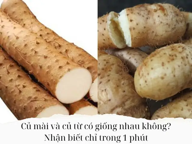 Củ Mài Và Củ Từ: So Sánh Chi Tiết Giúp Bạn Chọn Đúng