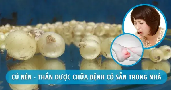 Củ Nén Là Gì? Tổng Hợp 15 Công Dụng Vàng Cho Sức Khỏe Và Đời Sống Củ Nén Là Gì? Tổng Hợp 15 Công Dụng Vàng Cho Sức Khỏe Và Đời Sống