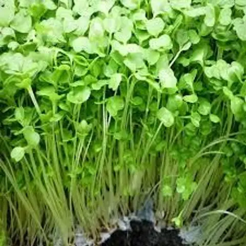 Đánh Giá Rau Mầm Cải Ngọt: Lợi Ích Sức Khỏe Và Cách Trồng Tại Nhà Đánh Giá Rau Mầm Cải Ngọt: Lợi Ích Sức Khỏe Và Cách Trồng Tại Nhà