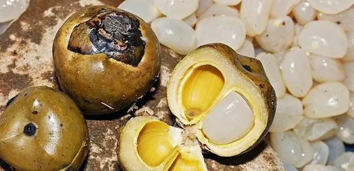 Hạt Óc Chó Tiếng Anh Là Gì? Tổng Tất Cả Thông Tin Chi Tiết Hạt Óc Chó Tiếng Anh Là Gì? Tổng Tất Cả Thông Tin Chi Tiết