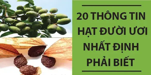 Hạt Đười Ươi Ngâm Nước Nóng Hay Lạnh? So Sánh Chi Tiết & Bí Quyết Chọn Hạt Đười Ươi Ngâm Nước Nóng Hay Lạnh? So Sánh Chi Tiết & Bí Quyết Chọn