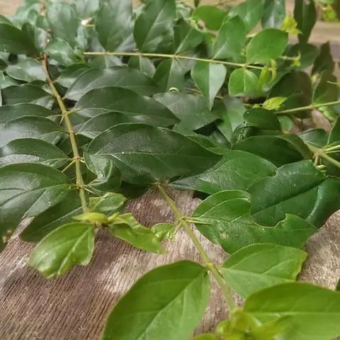 Làm Thạch Từ Lá Găng Như Thế Nào? Hướng Dẫn Chi Tiết Từ A Đến Z
