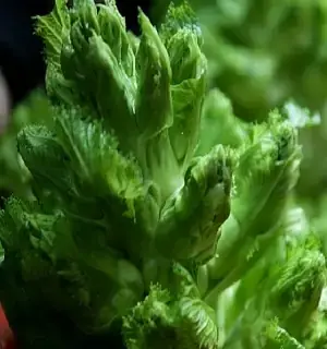 Rau Mầm Đá: Hướng Dẫn Toàn Tập Về Đặc Điểm, Cách Trồng Và Chăm Sóc