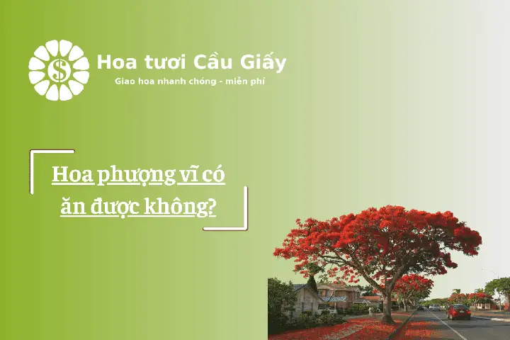 Hoa Phượng Ăn Được Không? Bí Mật Đằng Sau Vẻ Đẹp Rực Rỡ Hoa Phượng Ăn Được Không? Bí Mật Đằng Sau Vẻ Đẹp Rực Rỡ