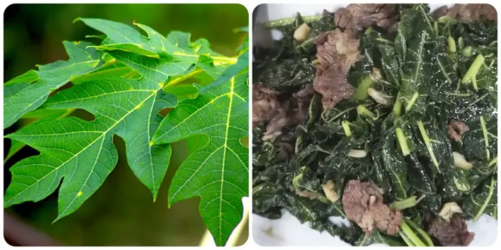 Lá Đu Đủ Xào Tỏi: Công Thức Nấu Ăn Và Tác Dụng Sức Khỏe Cần Biết