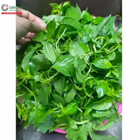 Lá É Tiếng Anh Là Gì? Bảng Tra Cứu Chi Tiết Lá É Tiếng Anh Là Gì? Bảng Tra Cứu Chi Tiết