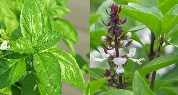 Phân Biệt Lá É Và Lá Quế: Hướng Dẫn Chi Tiết Từ Chuyên Gia Phân Biệt Lá É Và Lá Quế: Hướng Dẫn Chi Tiết Từ Chuyên Gia