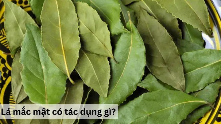 Lá Mắc Mật Là Gì? Công Dụng Và Cách Dùng Trong Ẩm Thực Lá Mắc Mật Là Gì? Công Dụng Và Cách Dùng Trong Ẩm Thực