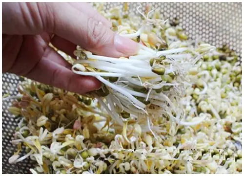 Cách Làm Giá Đỗ Tại Nhà Mập Mạp, Ngon Không Cần Máy Cách Làm Giá Đỗ Tại Nhà Mập Mạp, Ngon Không Cần Máy