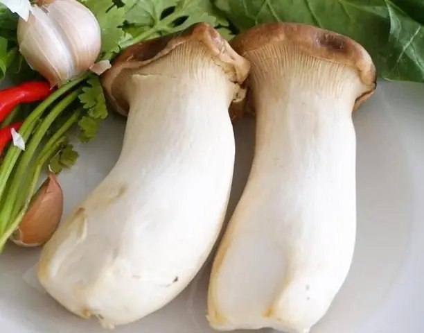 Nấm Đùi Gà Trong Tiếng Anh: Tên Gọi, Công Dụng & Mẹo Chọn