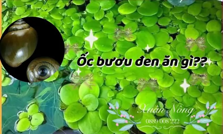 Ốc Bươu Đen Ăn Gì? Cẩm Nang Thức Ăn Và Cách Nuôi Hiệu Quả Ốc Bươu Đen Ăn Gì? Cẩm Nang Thức Ăn Và Cách Nuôi Hiệu Quả