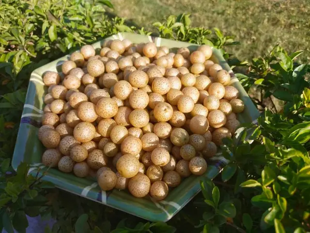 Quả Mắc Mật Tươi: Bí Quyết Hương Vị Độc Nhất Từ Vùng Cao Tây Bắc