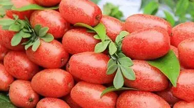 Quả Nhót: Bí Quyết Sức Khỏe Từ Thiên Nhiên Quả Nhót: Bí Quyết Sức Khỏe Từ Thiên Nhiên