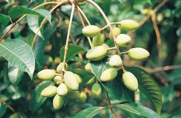 Quả Trám Là Gì? Công Dụng, Cách Dùng Và Bài Thuốc Dân Gian
