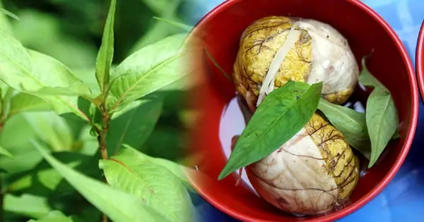 Rau Ăn Kèm Trứng Vịt Lộn: Bí Quyết Cân Bằng Âm Dương Từ Bữa Ăn Dân Dã Rau Ăn Kèm Trứng Vịt Lộn: Bí Quyết Cân Bằng Âm Dương Từ Bữa Ăn Dân Dã