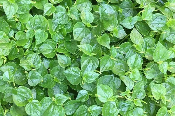 Rau Càng Cua Miền Bắc Gọi Là Gì? Tên Gọi Phổ Biến Và Phân Biệt
