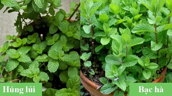 Phân Biệt Rau Húng Lủi Và Bạc Hà: Hướng Dẫn Chi Tiết Từ A Đến Z