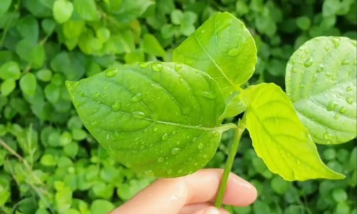 Rau Ngót Nhật Có Tác Dụng Gì? 7 Lợi Ích Sức Khỏe Khoa Học Và Cách Dùng Đúng Rau Ngót Nhật Có Tác Dụng Gì? 7 Lợi Ích Sức Khỏe Khoa Học Và Cách Dùng Đúng
