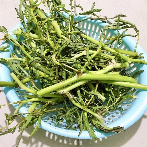 Rau Rút Là Rau Gì? Bí Ẩn Đằng Sau Cái Tên Và Hướng Dẫn Phân Biệt Đầy Đủ Rau Rút Là Rau Gì? Bí Ẩn Đằng Sau Cái Tên Và Hướng Dẫn Phân Biệt Đầy Đủ