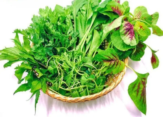 Rau Tập Tàng Là Gì? Tổng Hợp Bí Quyết Chế Biến Và Lợi Ích Sức Khỏe Vàng